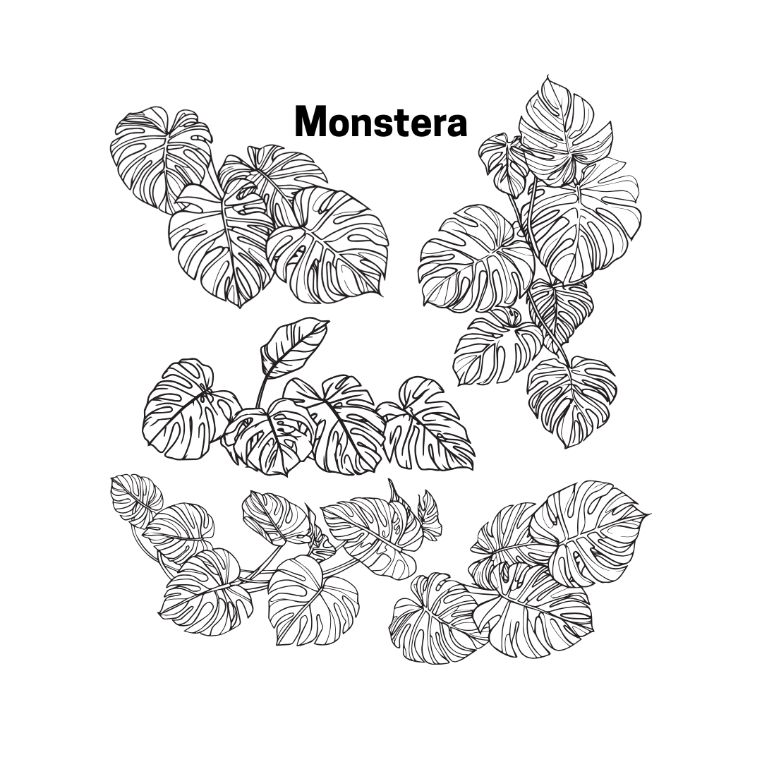 Monstera Tall Beaker